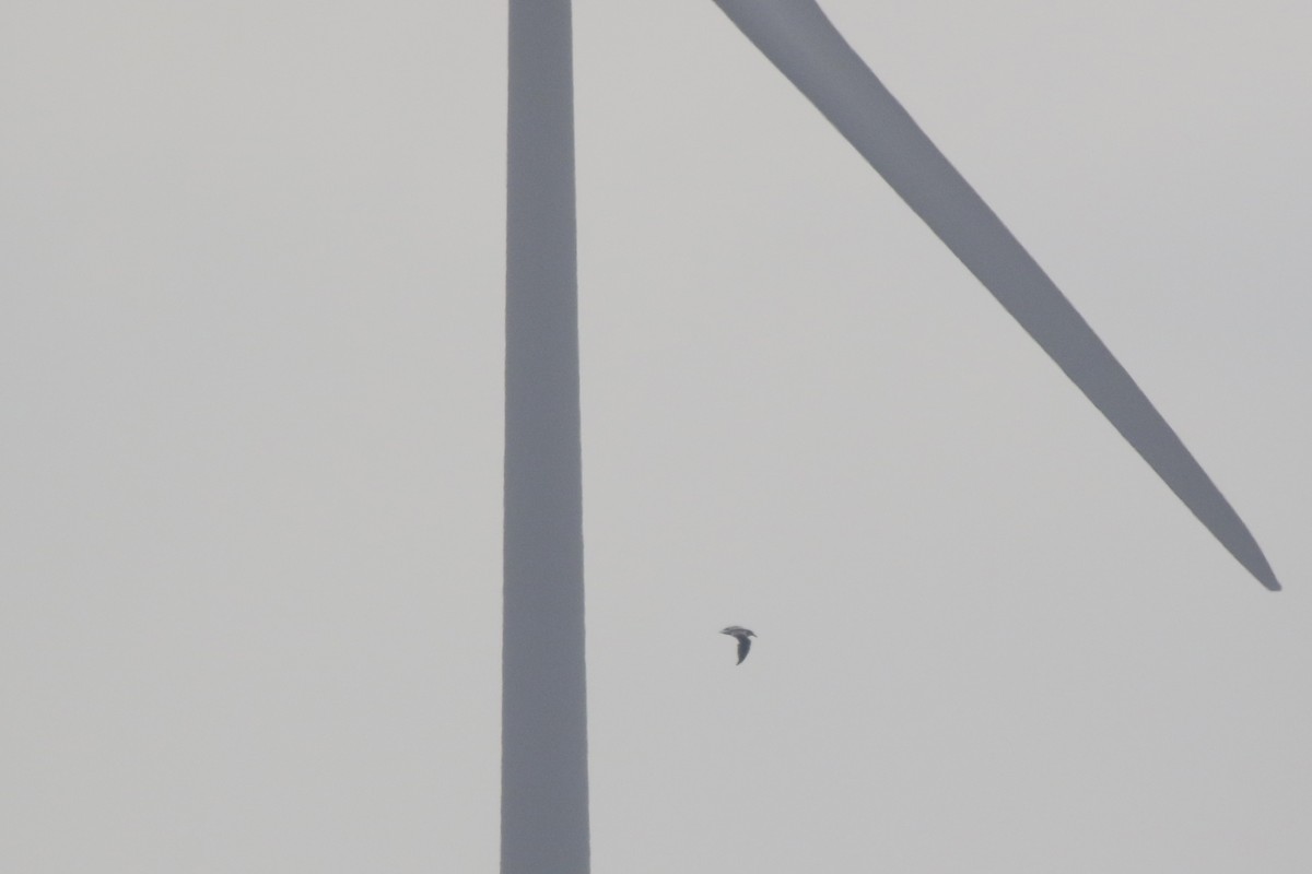 ニシセグロカモメ - ML646718145