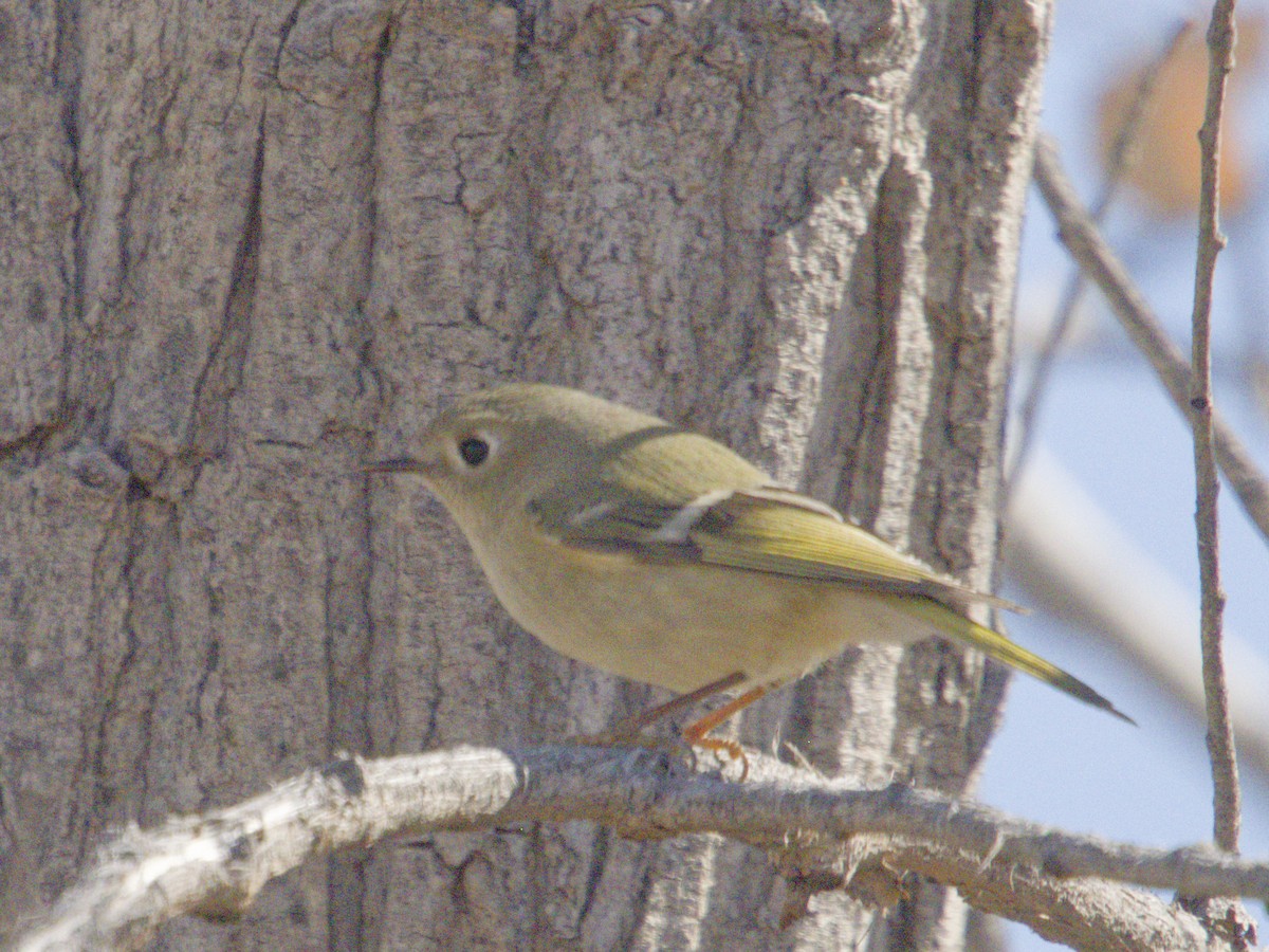 Рубиноголовый королёк - ML646718148