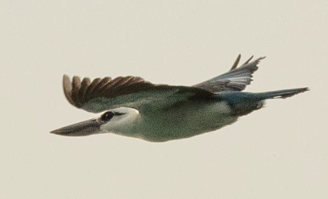 Kumsal Yalıçapkını - ML646718152