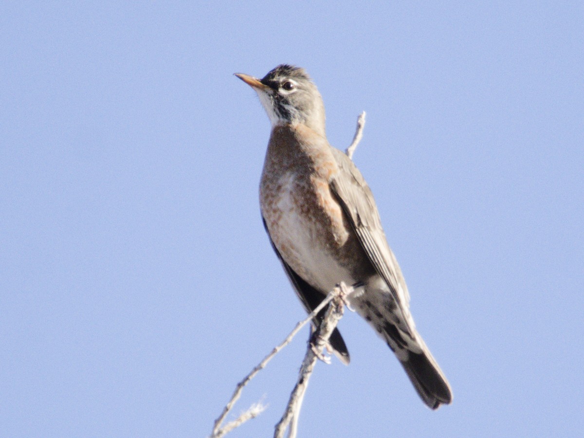 Странствующий дрозд - ML646718153