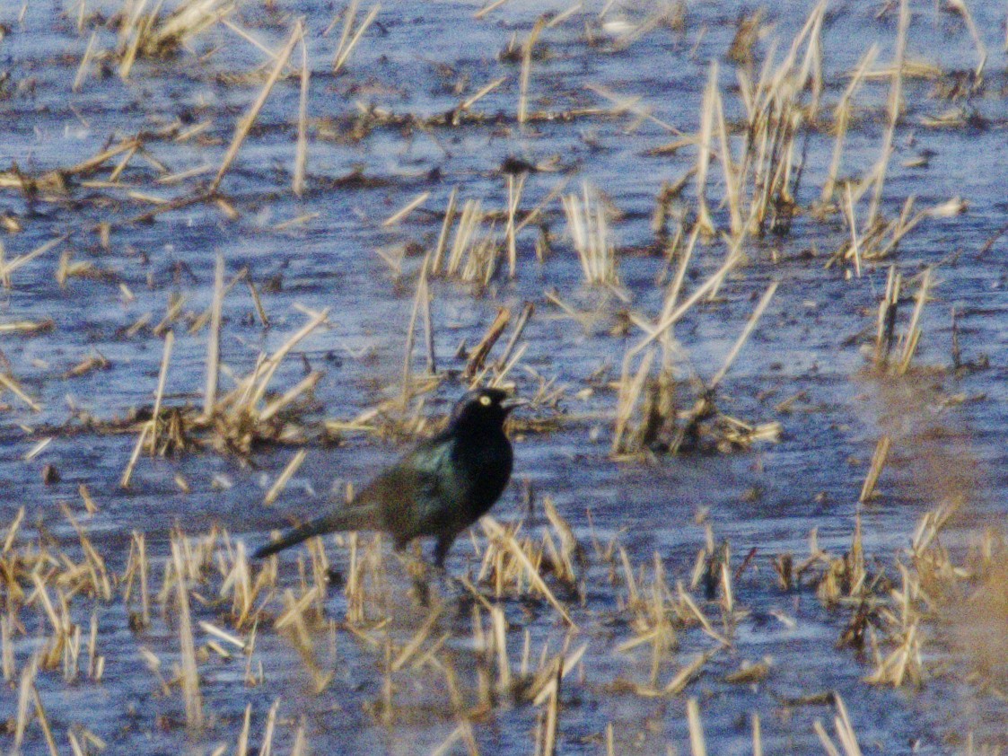 Пастбищный трупиал - ML646718157