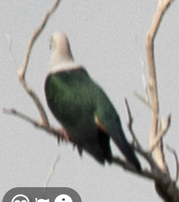 Пінон смарагдовий - ML646718171