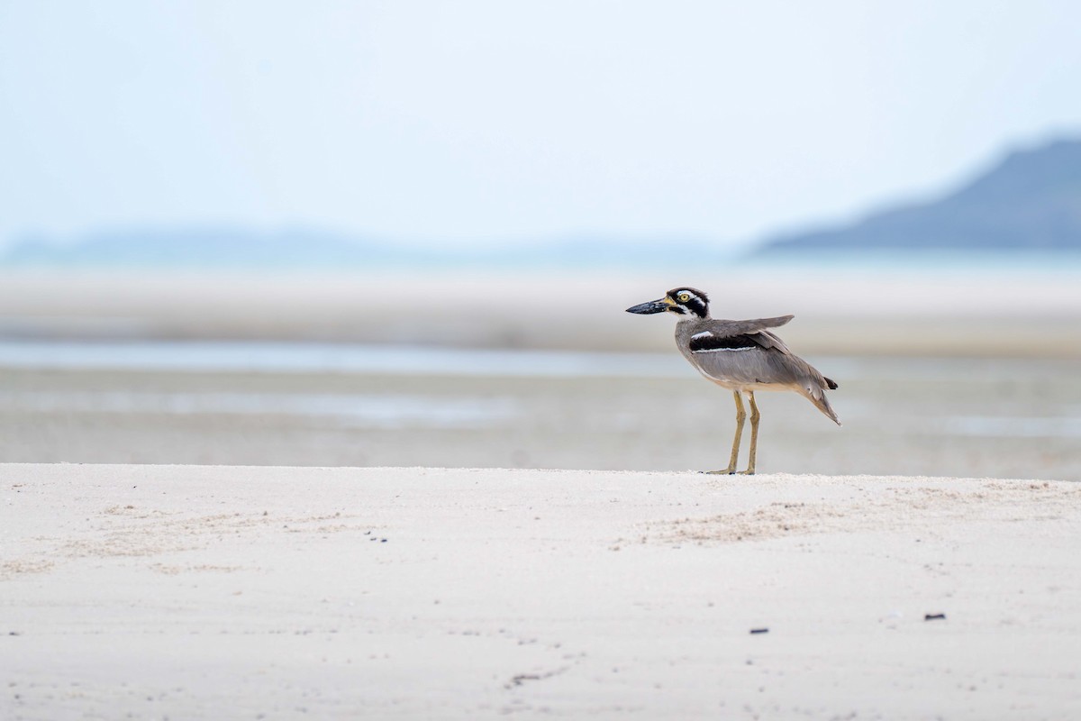Beach Thick-knee - ML646718177