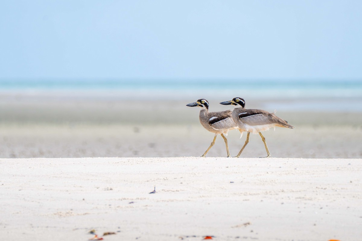 Beach Thick-knee - ML646718178