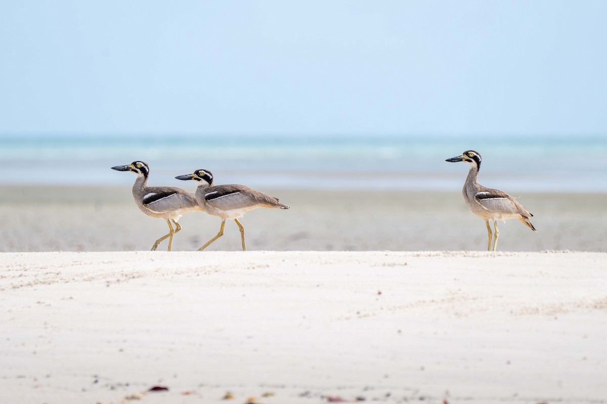 Beach Thick-knee - ML646718179