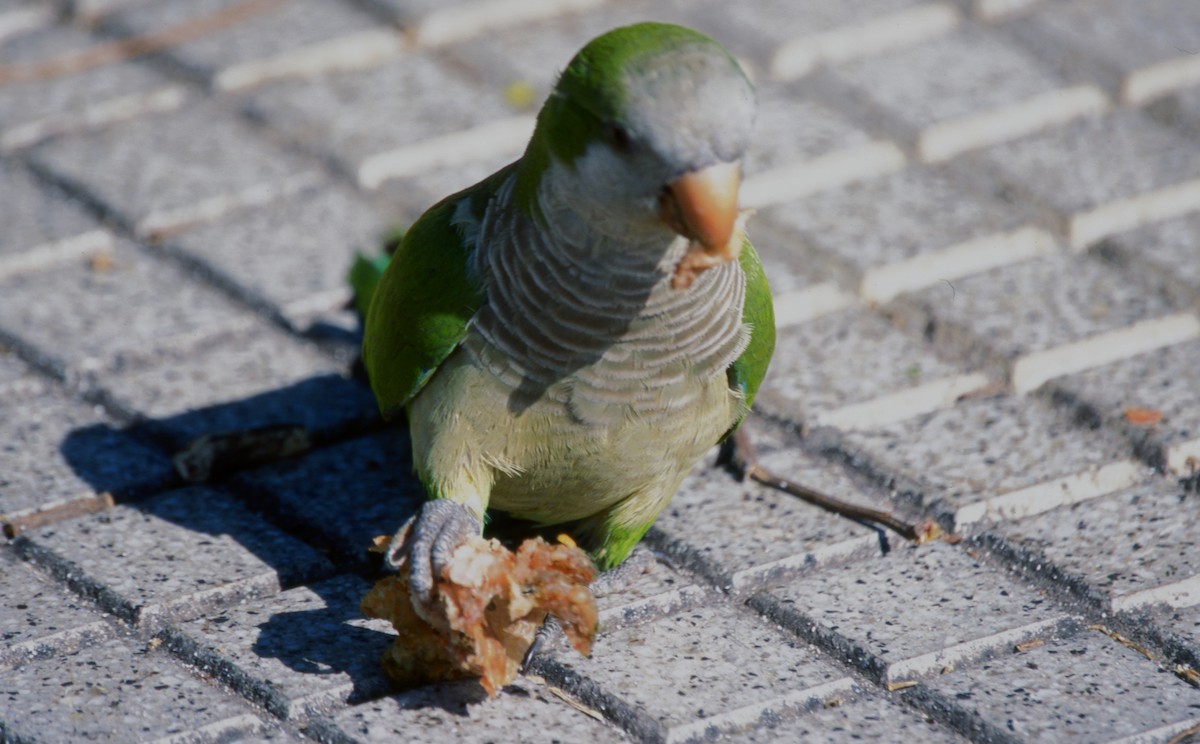 オキナインコ - ML646718180