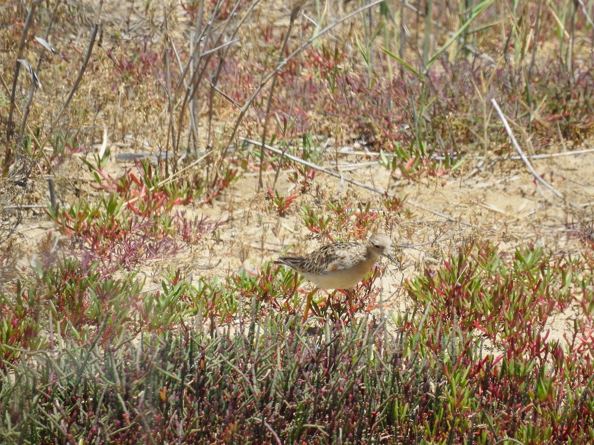 Buff-breasted Sandpiper - ML646718183