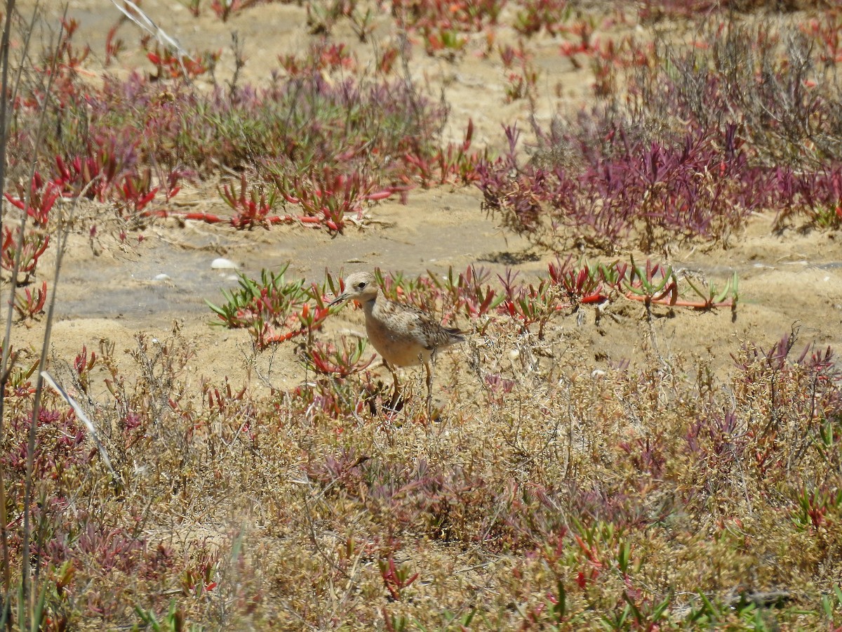Buff-breasted Sandpiper - ML646718184