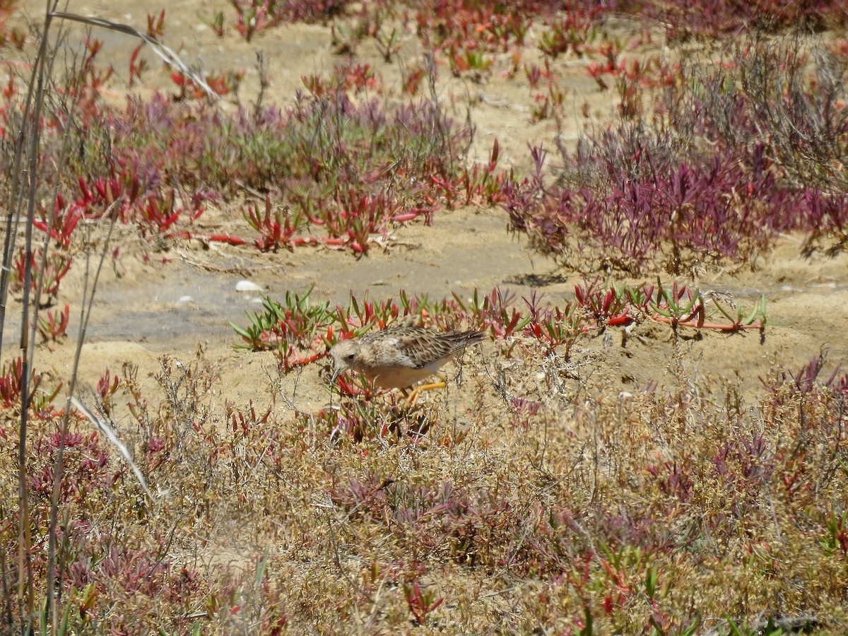 Buff-breasted Sandpiper - ML646718185