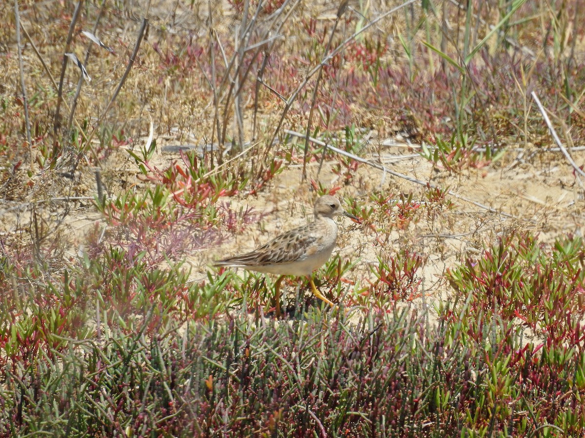 Buff-breasted Sandpiper - ML646718186