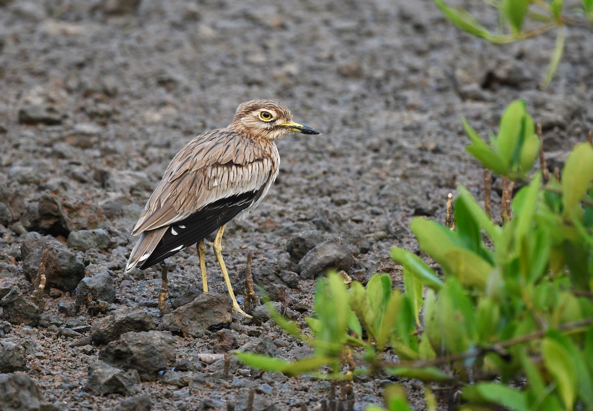 Лежень річковий - ML646718187