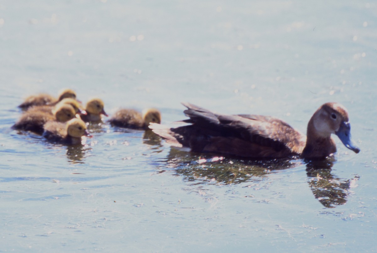 ベニバシガモ - ML646718193