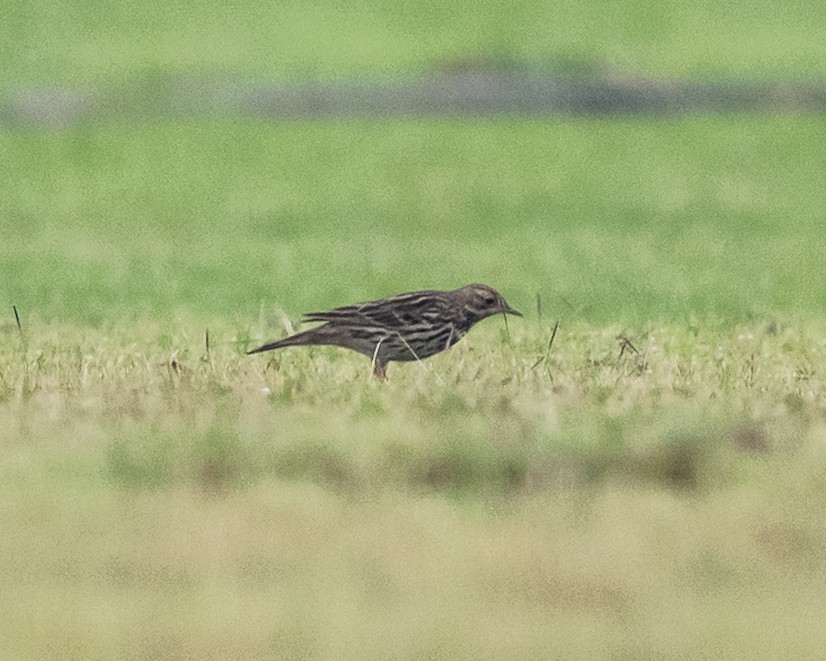 Краснозобый конёк - ML646718196