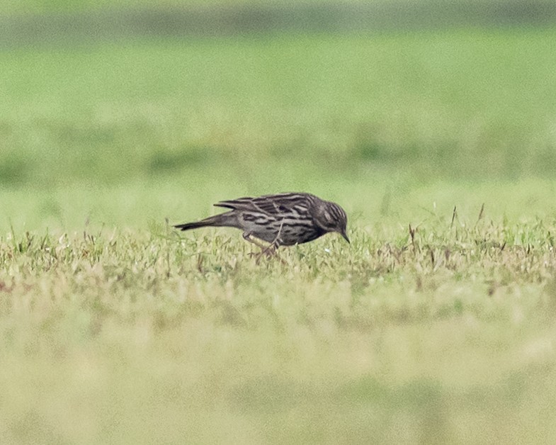 Краснозобый конёк - ML646718197