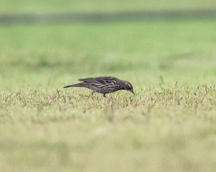 Краснозобый конёк - ML646718198