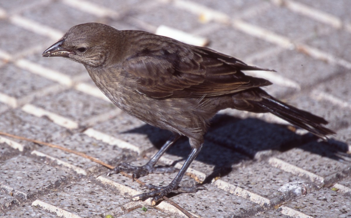 テリバネコウウチョウ - ML646718207