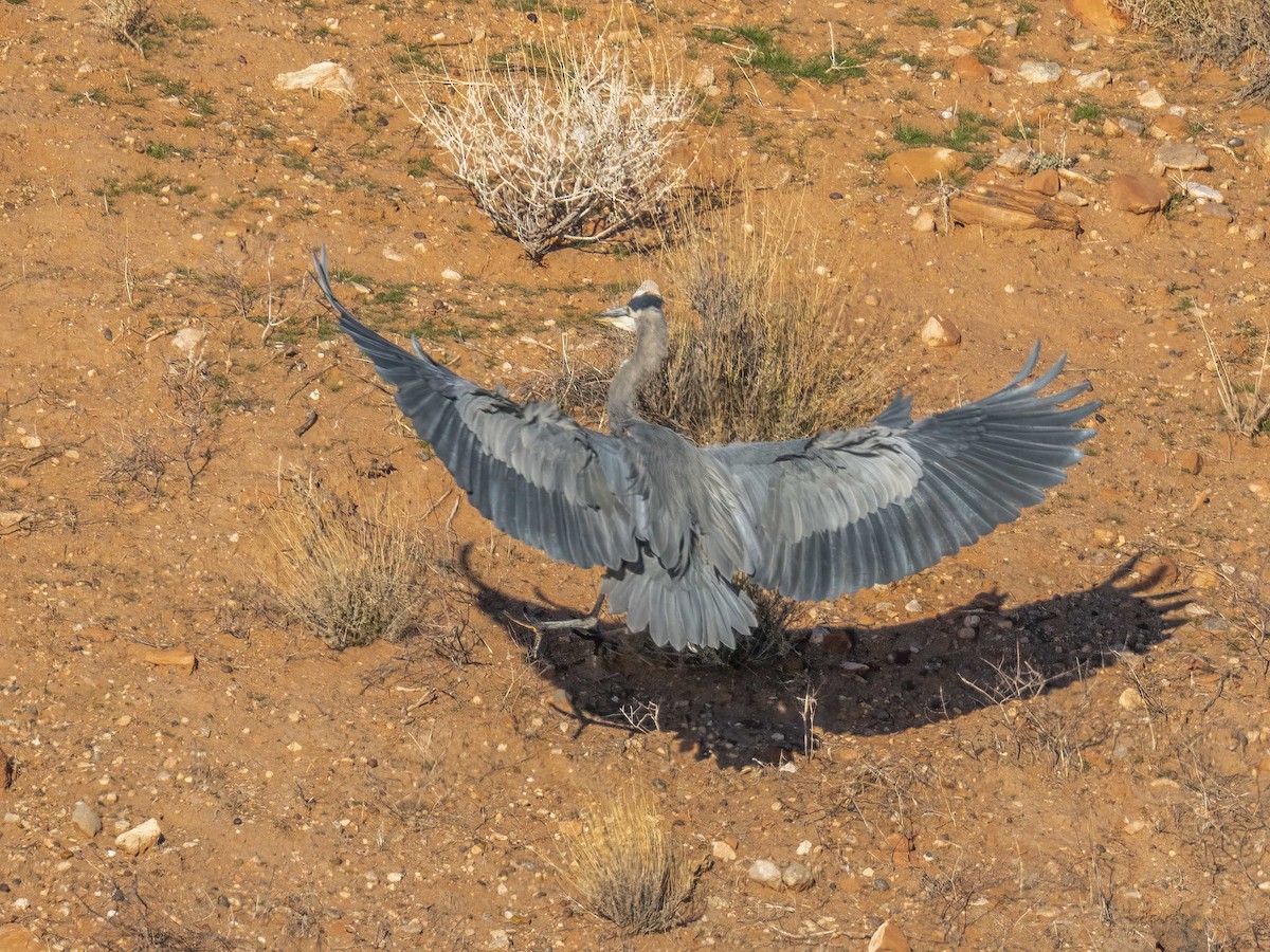 אנפה אמריקנית - ML646718212