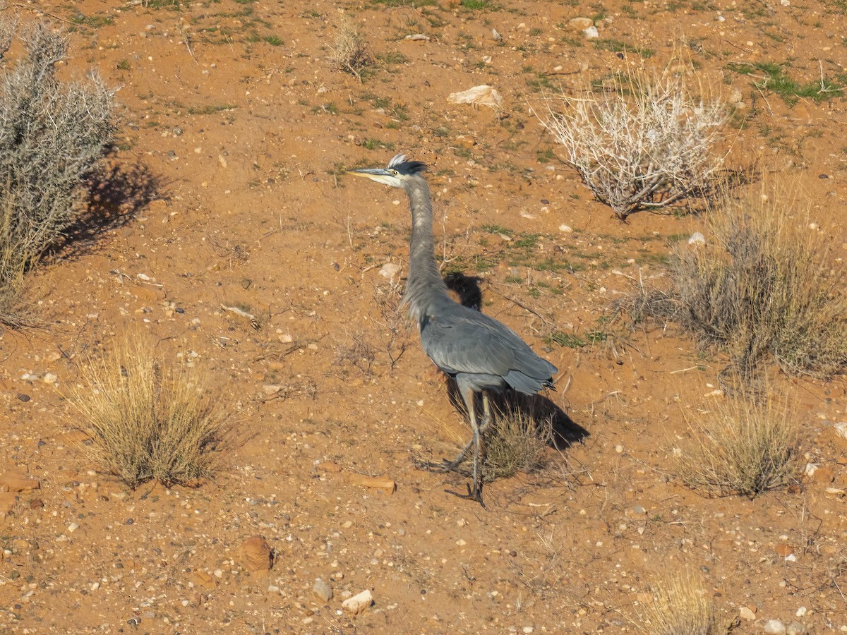 אנפה אמריקנית - ML646718213