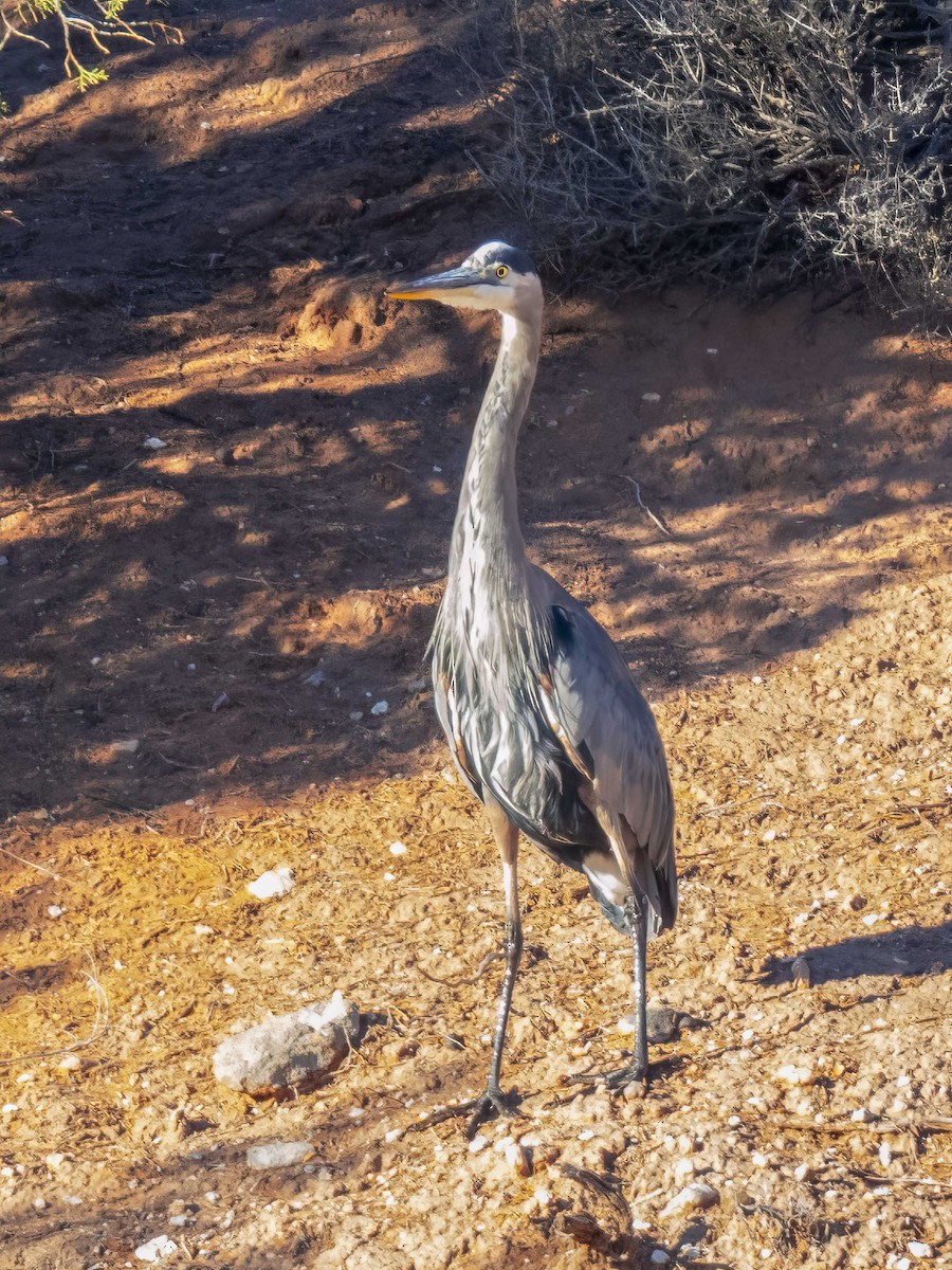 אנפה אמריקנית - ML646718214