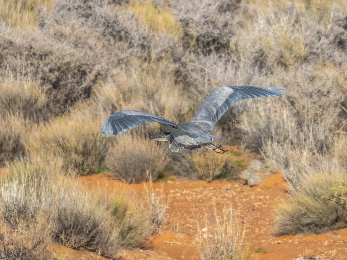 אנפה אמריקנית - ML646718215