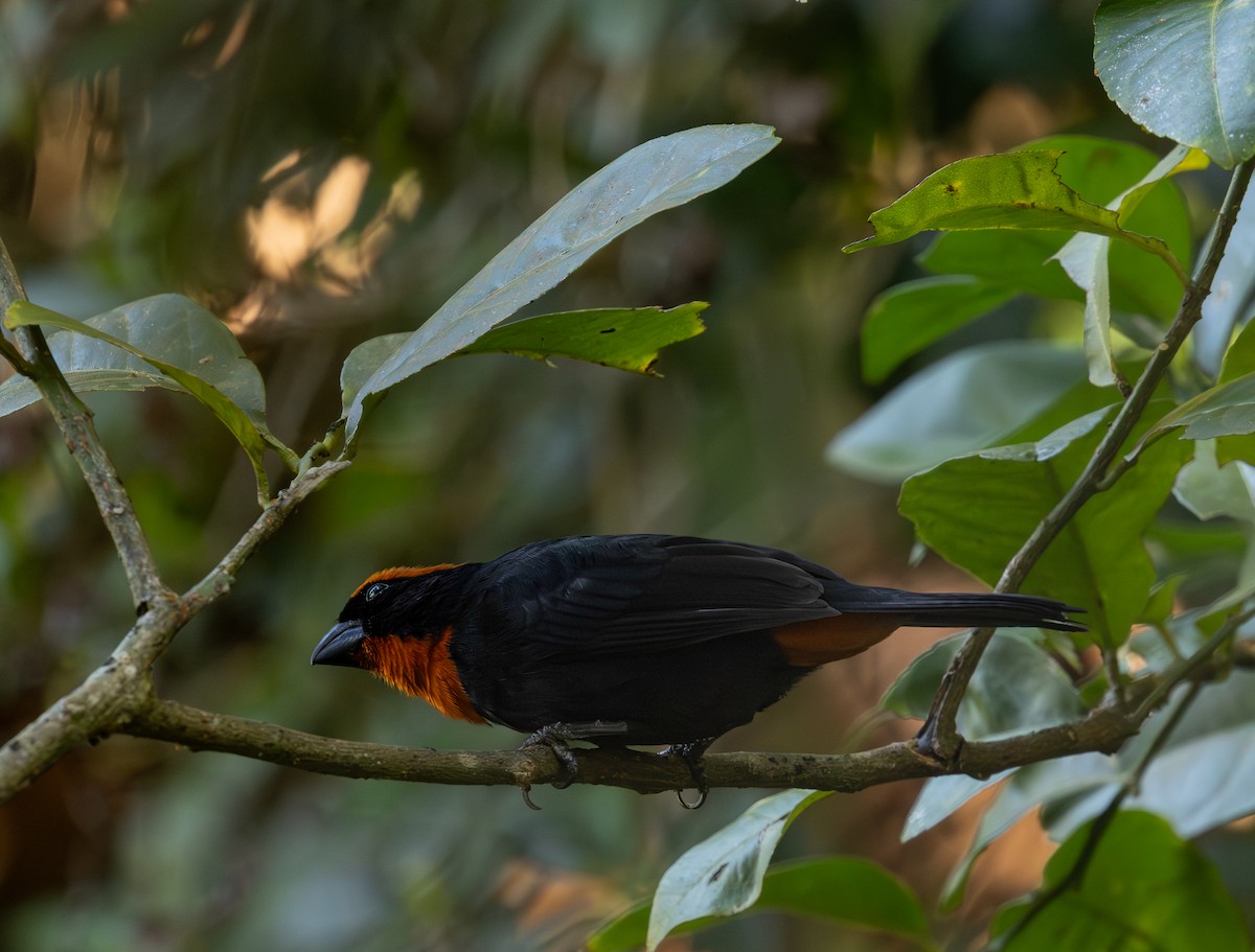 Pèrenoir de Porto Rico - ML646718216