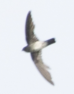 Glossy Swiftlet - ML646718217