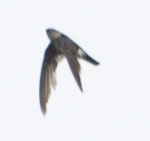 Glossy Swiftlet - ML646718218