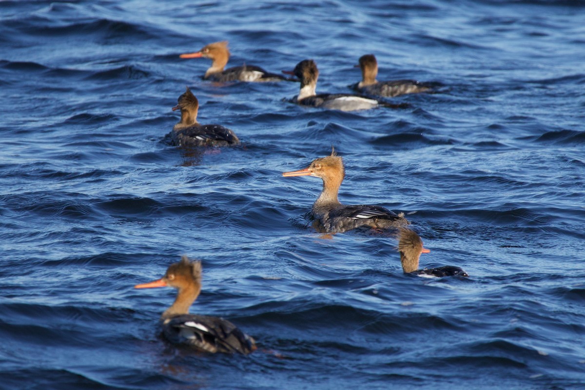 Red-breasted Merganser - ML646718221