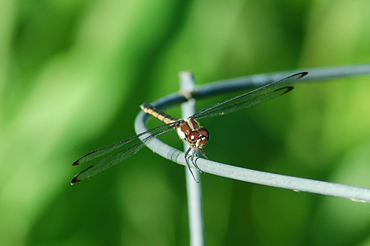 Slaty Skimmer - ML646718222