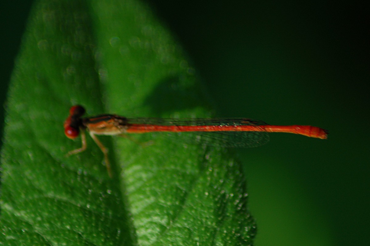 Duckweed Firetail - ML646718223