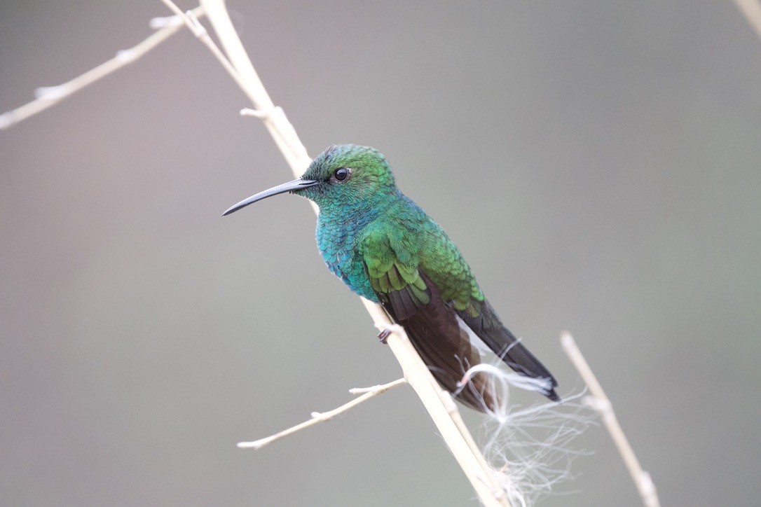 White-vented Plumeleteer - ML646718224