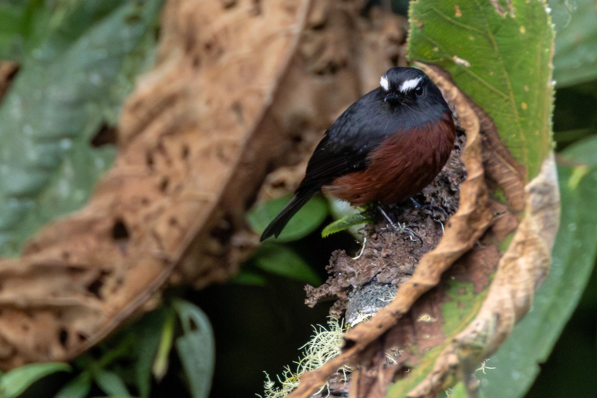 Chestnut-bellied Chat-Tyrant - ML646718225