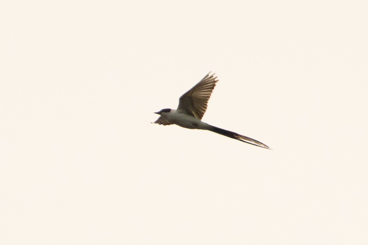 Fork-tailed Flycatcher - ML646718229