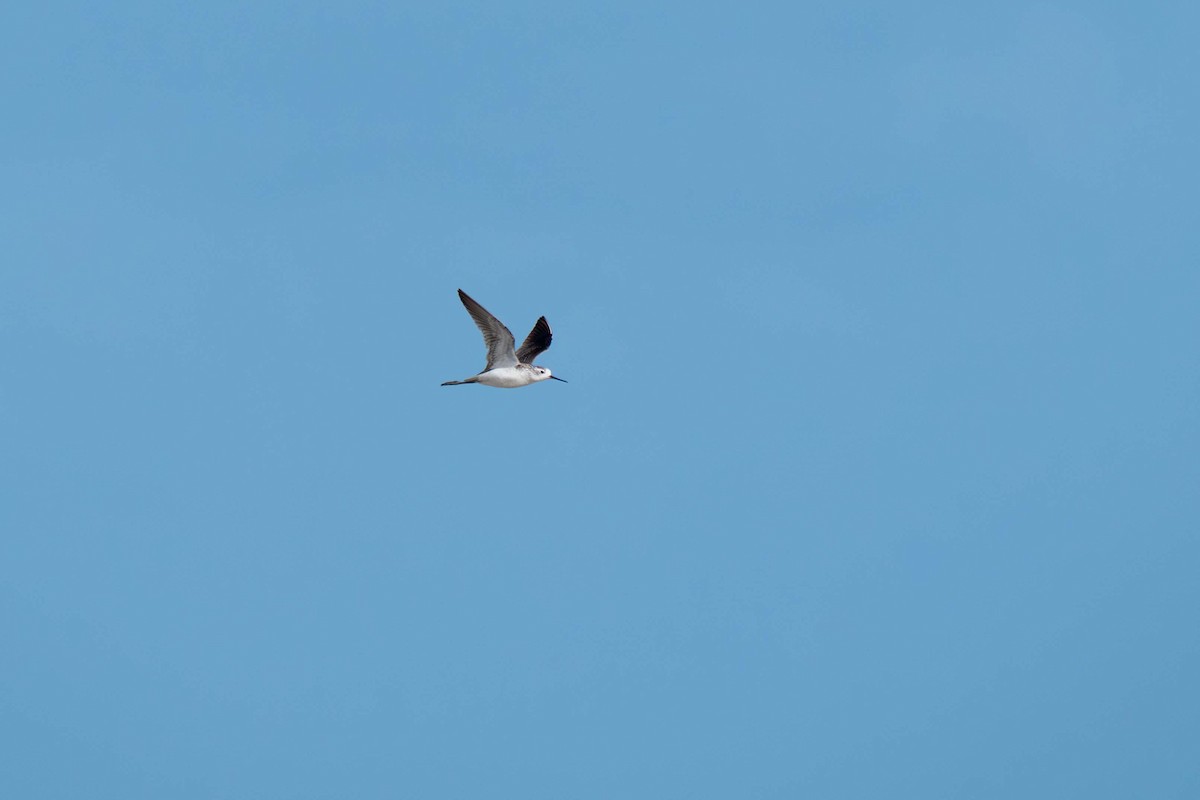 小青足鷸 - ML646718230