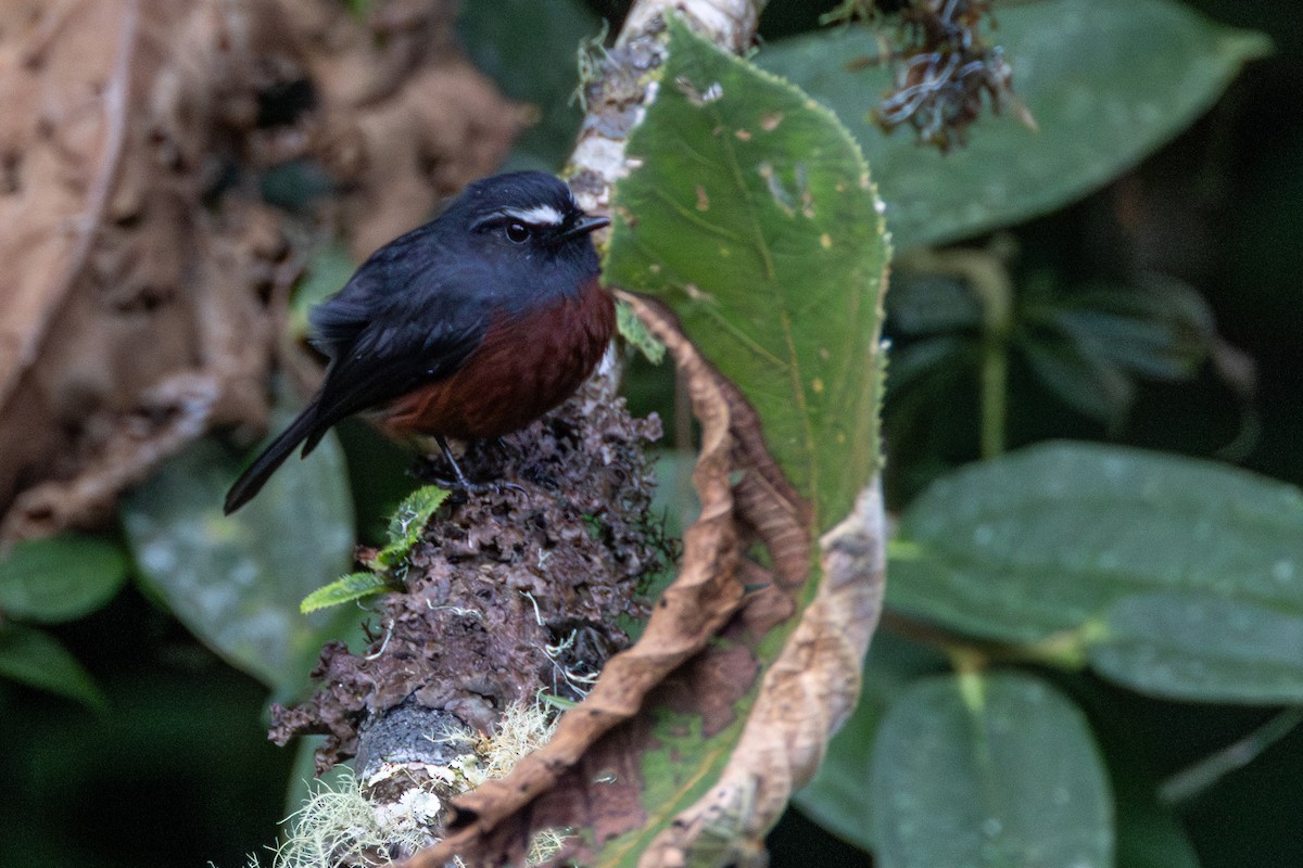 Chestnut-bellied Chat-Tyrant - ML646718232