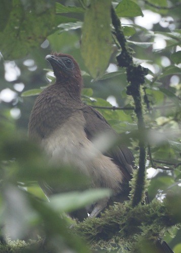 Chachalaca Cabecirrufa - ML646718233