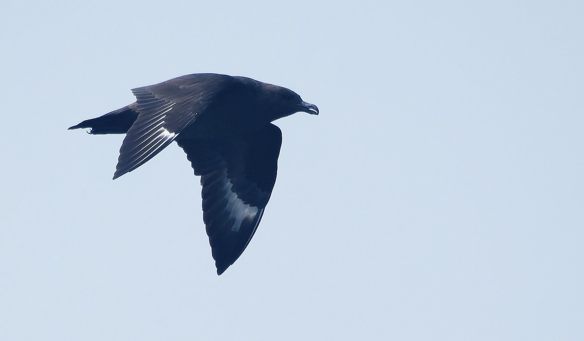 South Polar Skua - ML646718234