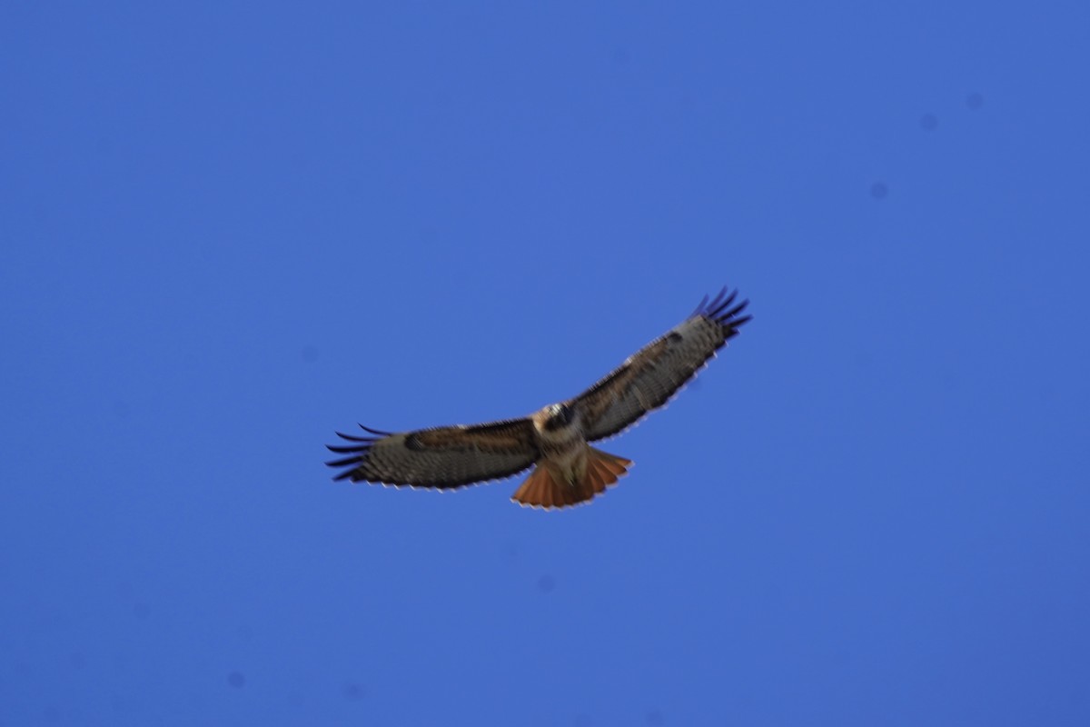 Канюк неоарктичний - ML646718236