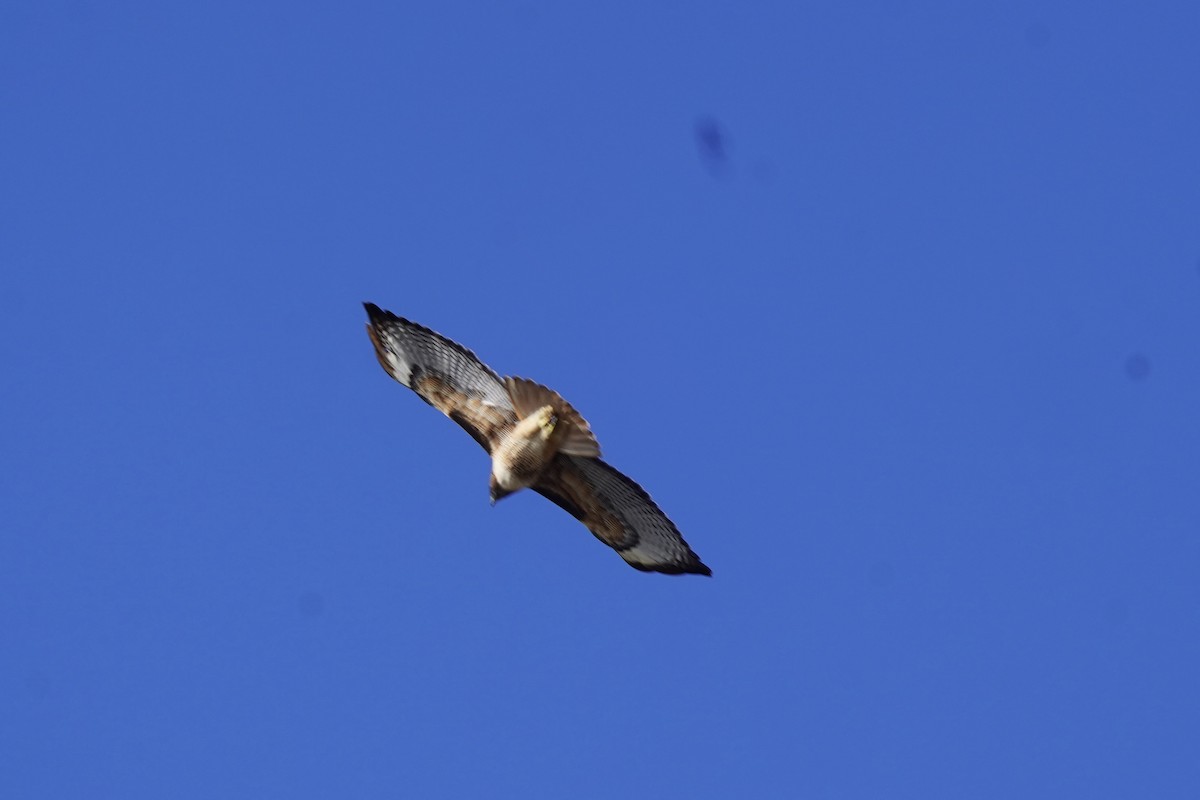 Канюк неоарктичний - ML646718238