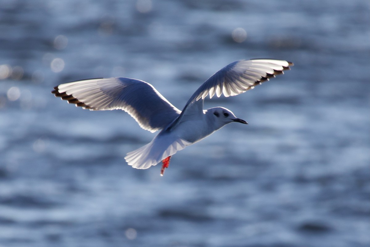 Bonaparte's Gull - ML646718241