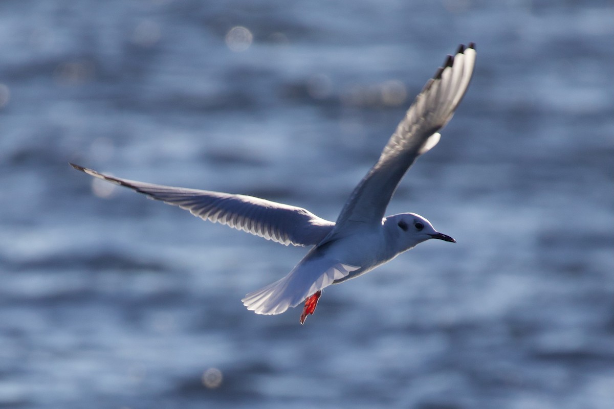 Bonaparte's Gull - ML646718242