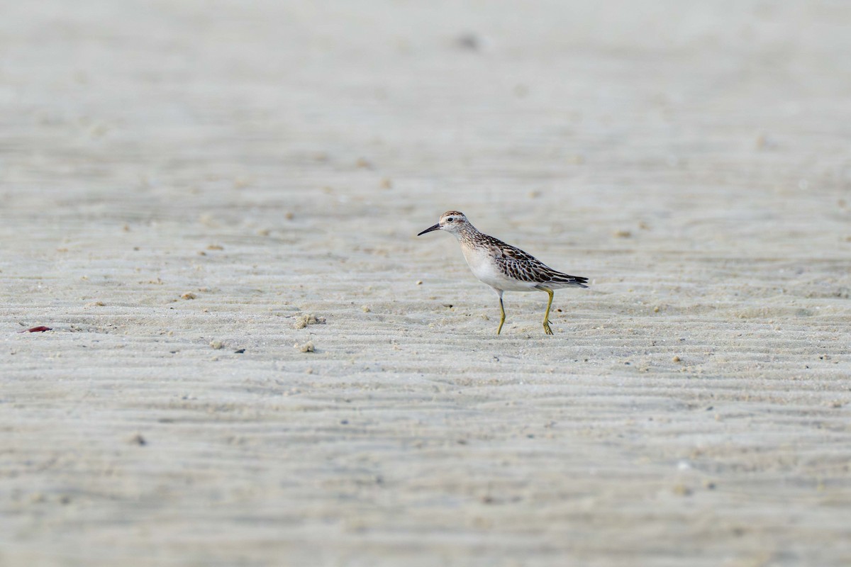 尖尾濱鷸 - ML646718243