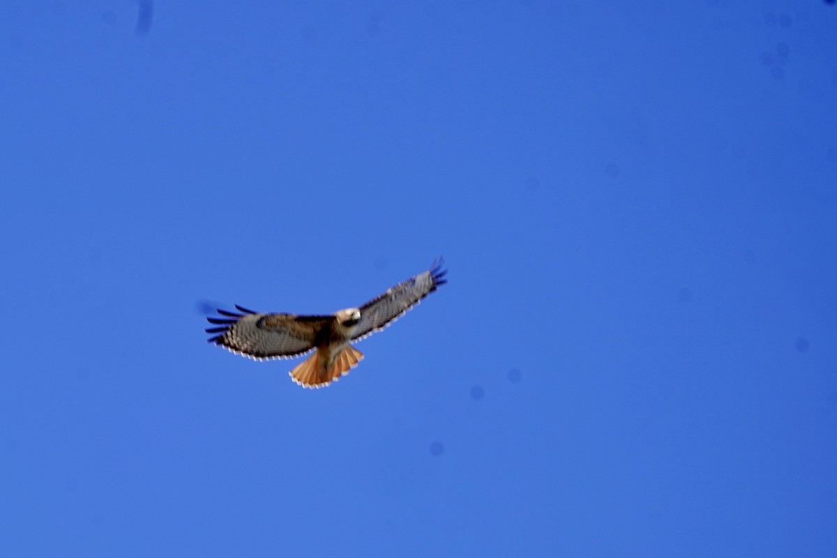 Канюк неоарктичний - ML646718247