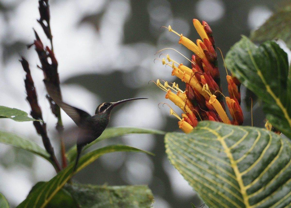 Ermitaño de Yaruquí - ML646718253