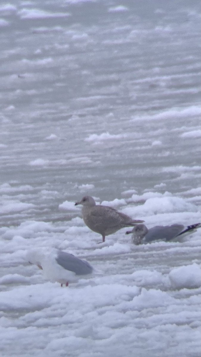 Kaio hegalzuria - ML646718255