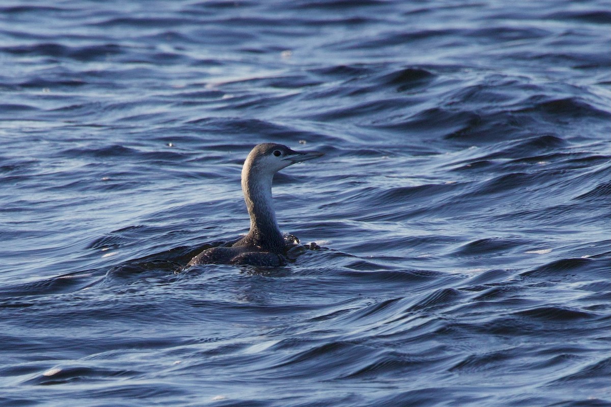 Red-throated Loon - ML646718257