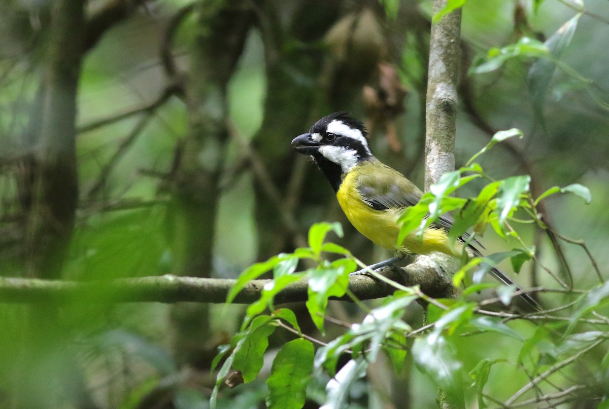 østbarkplystrer - ML646718259