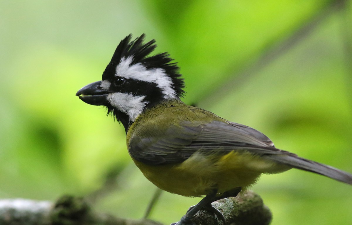 østbarkplystrer - ML646718260