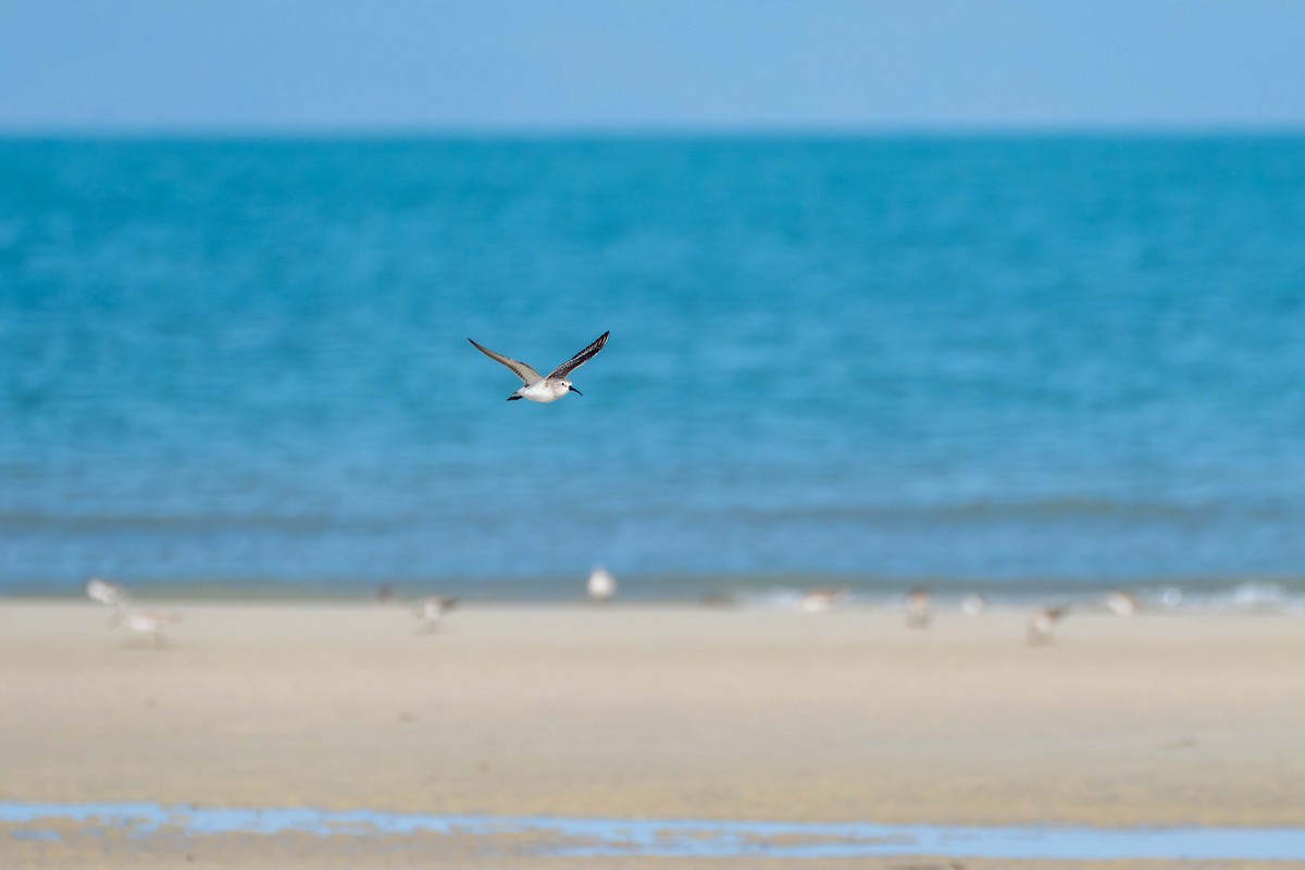 彎嘴濱鷸 - ML646718261