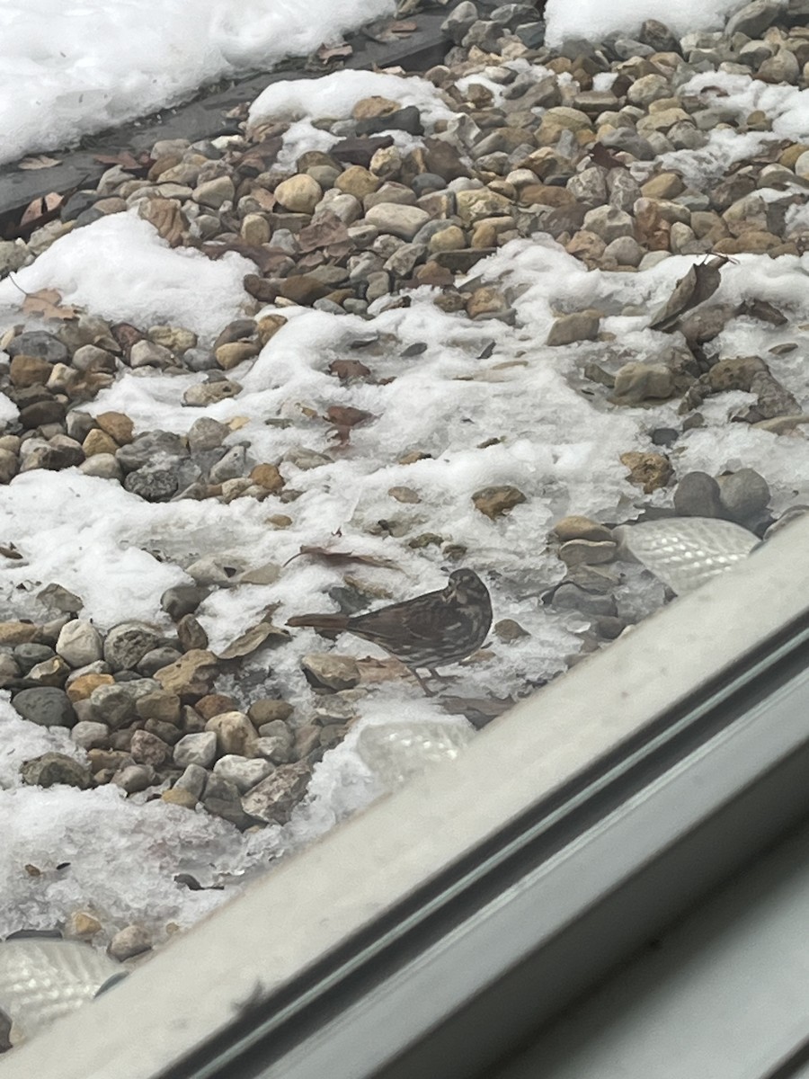 ゴマフスズメ（iliaca／zaboria） - ML646718262